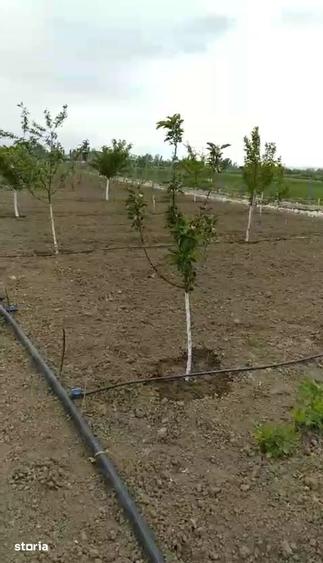 Casă cu 6 camere cu Teren 2500 Mp în Milcovul