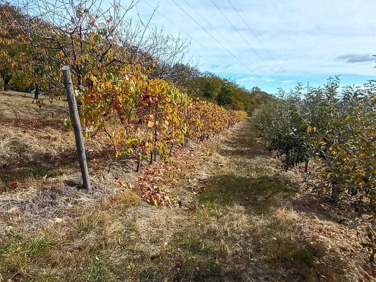 Teren de 5000 mp, în Paltenu