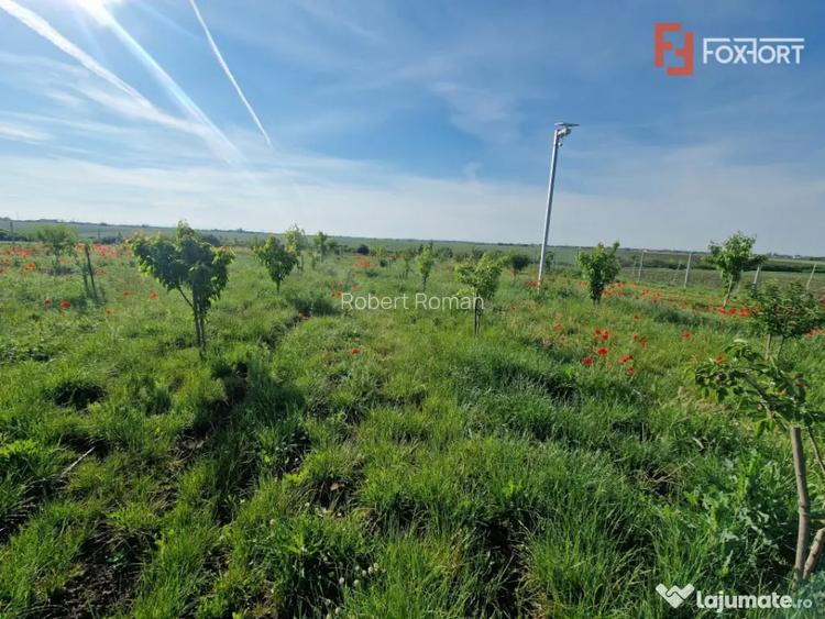 Teren extravilan de 3500 mp de vanzare in Remetea Mare - Remetea Mare (Timis)