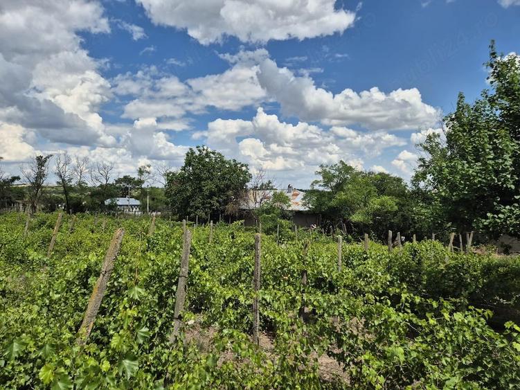 Casă cu Teren 5867 Mp în Vârlezi
