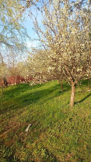 Casă individuală cu 3 camere cu Teren 2000 Mp în Bârnova