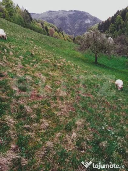 Teren intravilan agricol in Bran - Brasov - 2
