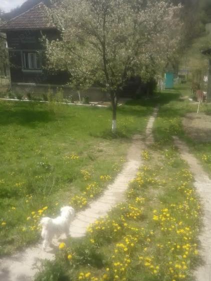 Casă cu 3 camere în Criș