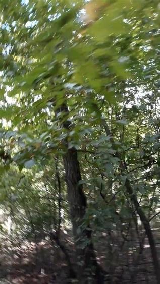 Teren agricol extravilan de 80000 mp, în Filipeștii de Pădure