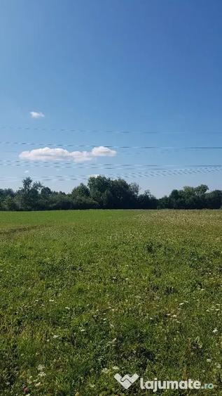 Rus, 1 ha teren extrav. - Dumbravita (Maramures) - 1