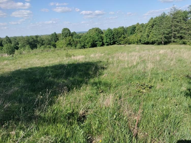 Teren de 5000 mp, în Vicovu de Sus