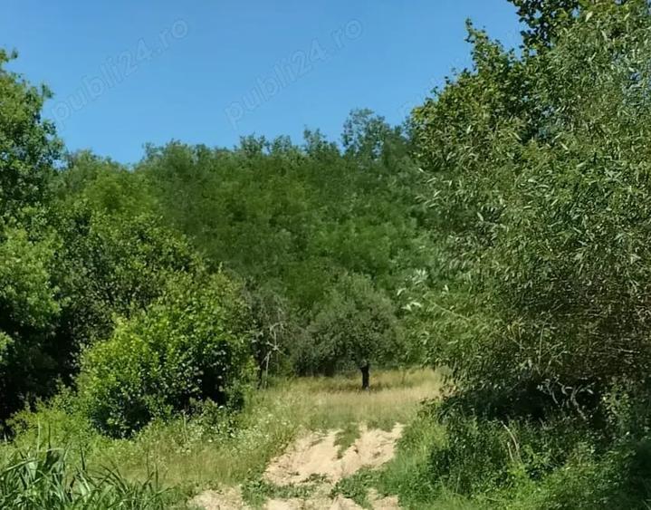 Teren de 2900 mp, în Sintești