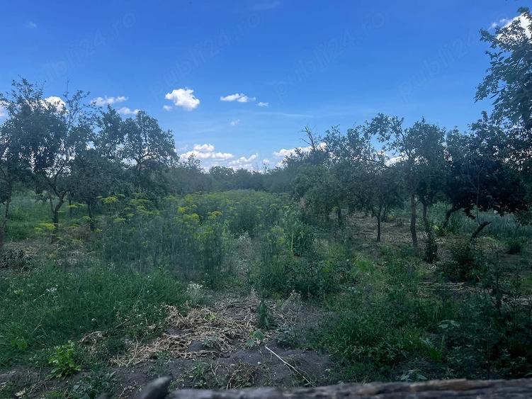 Casă cu Teren 2900 Mp în Jamu Mare