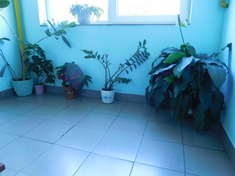 Apartament cu 3 camere decomandat în Grigorescu
