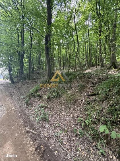 Teren de 1900 mp, în Valea Borcutului
