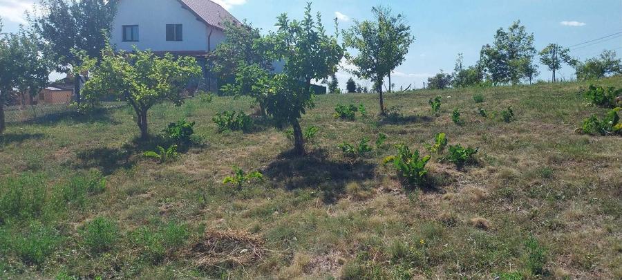 Teren de 1163 mp, în Aiton