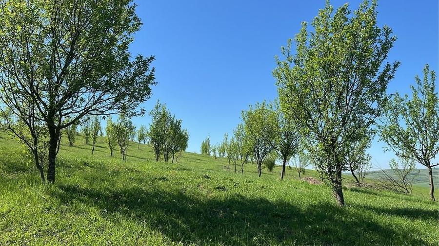 Teren de 19500 mp, în Aluniș