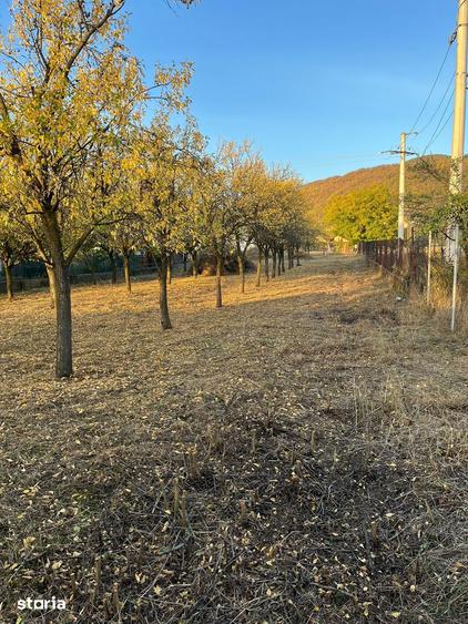 Teren de 1192 mp, în Cicârlău