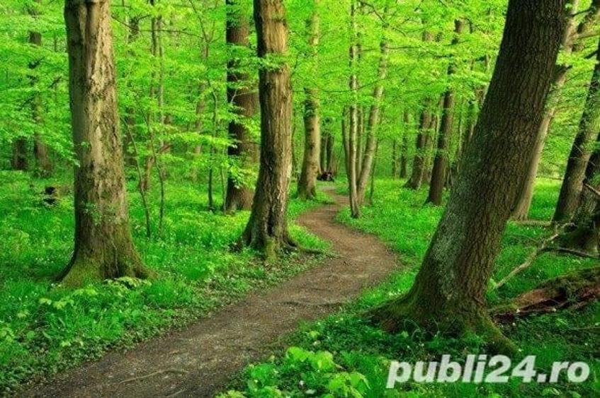Teren de 500 mp, în Săbăreni