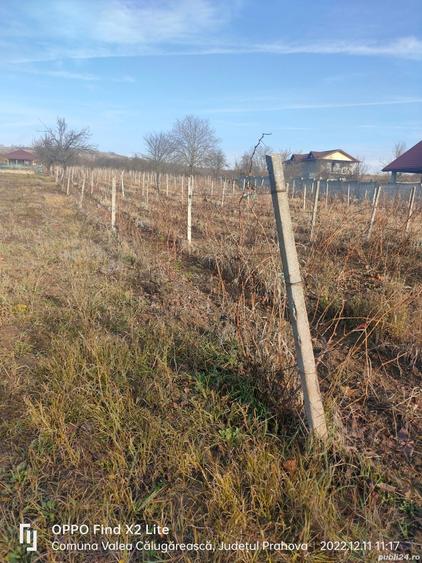 Teren în Valea Călugărească