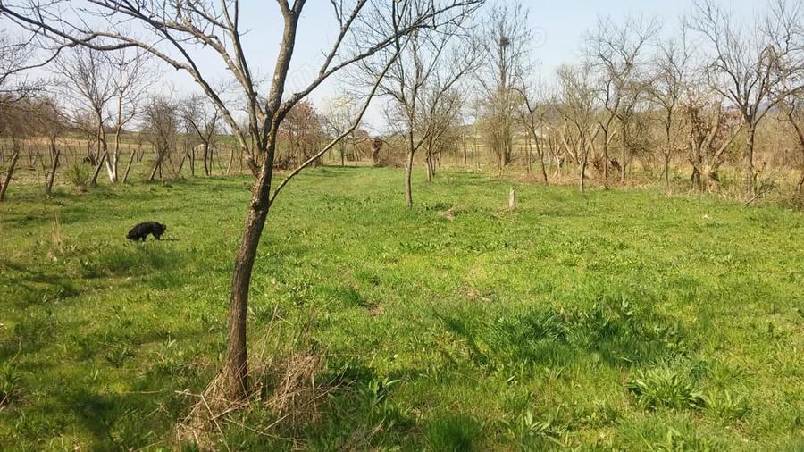 Teren de 2219 mp, în Lăpugiu de Jos