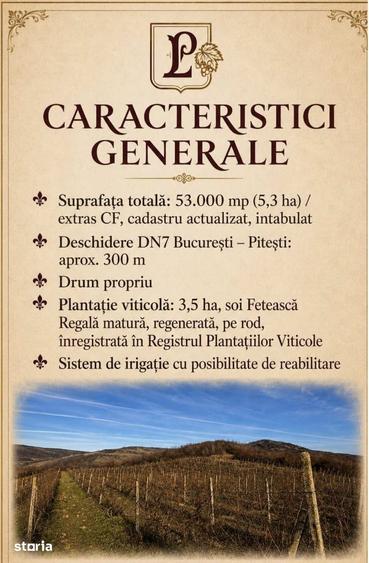 Teren de 53.000 mp cu vita de vie + Conac boieresc - 9