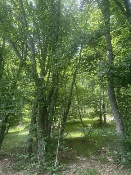 Teren de 16000 mp, în Beudiu