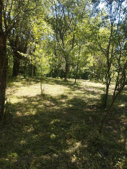Teren de 6385.6 mp, în Berislăvești