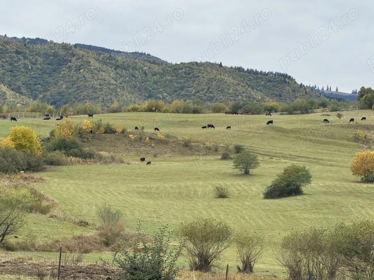 Teren de 2400 mp, în Orlat