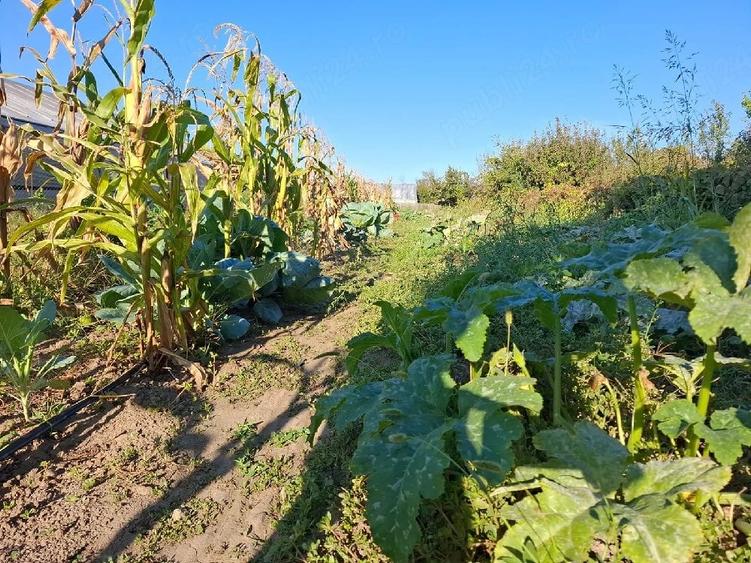 Teren de 1650 mp, în Vărsătura