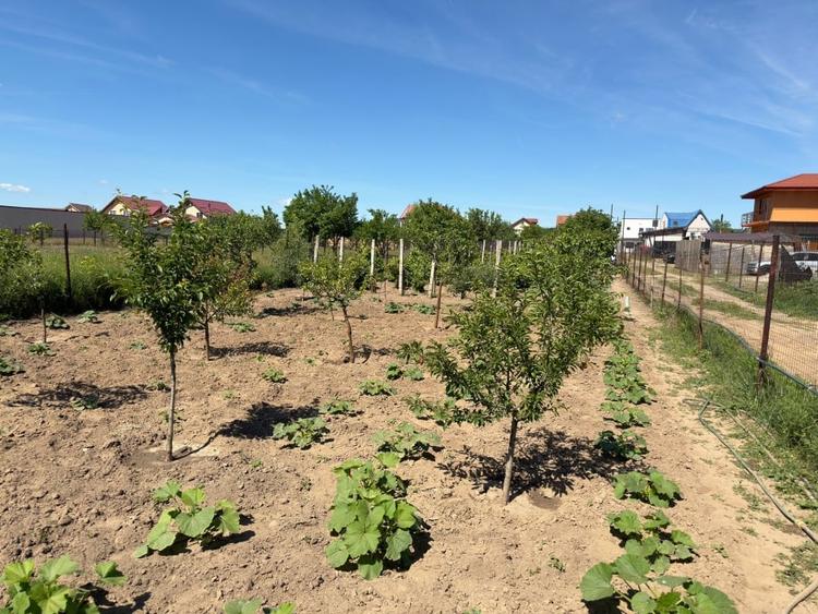 Teren Construcții intravilan de 1000 mp, în Cernele