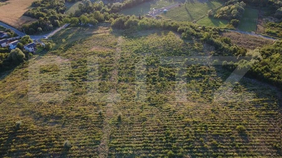 Teren agricol extravilan de 56200 mp, în Bucov