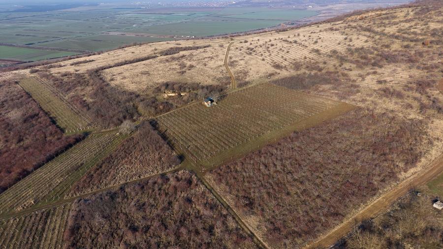 Teren agricol extravilan de 6800 mp, în Covăsinț