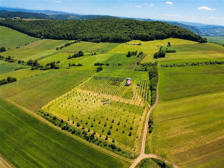 Teren intravilan de 25624 mp, în Moișa