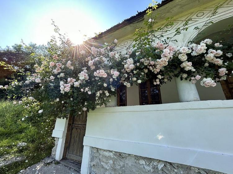 Casa MUSCELEANA , stil Conac , cu livada , teren intravilan- 2 000 mp. - 1