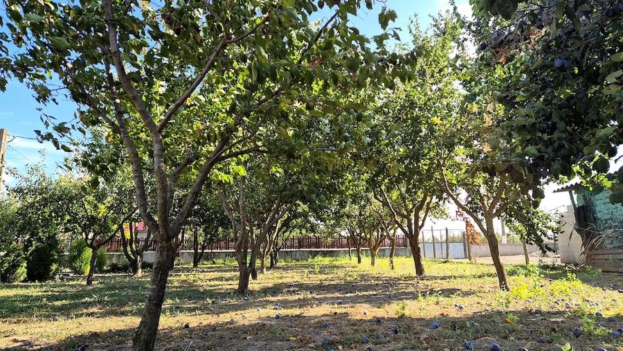 Teren intravilan 1.200+ mp | Livada & Acces privat 7m | Salcioara - Jurilovca - 6