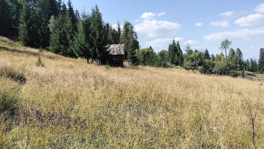 Teren de 18600 mp, în Panaci