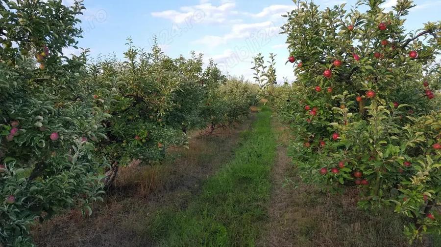 Teren de 45000 mp, în Central