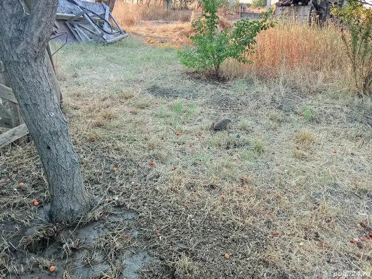 Vand teren extravilan pe malul lacului Tasaul 1500 metri patrati -30-50 deschidere, 200 euro metru - 1