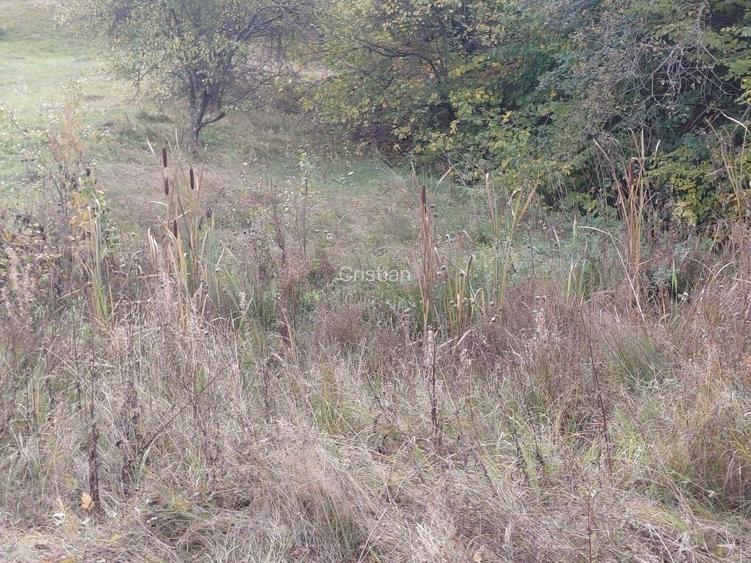 Teren pozitionat in apropiere de padure