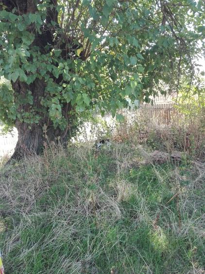 Teren de 2500 mp, în Băduleasa