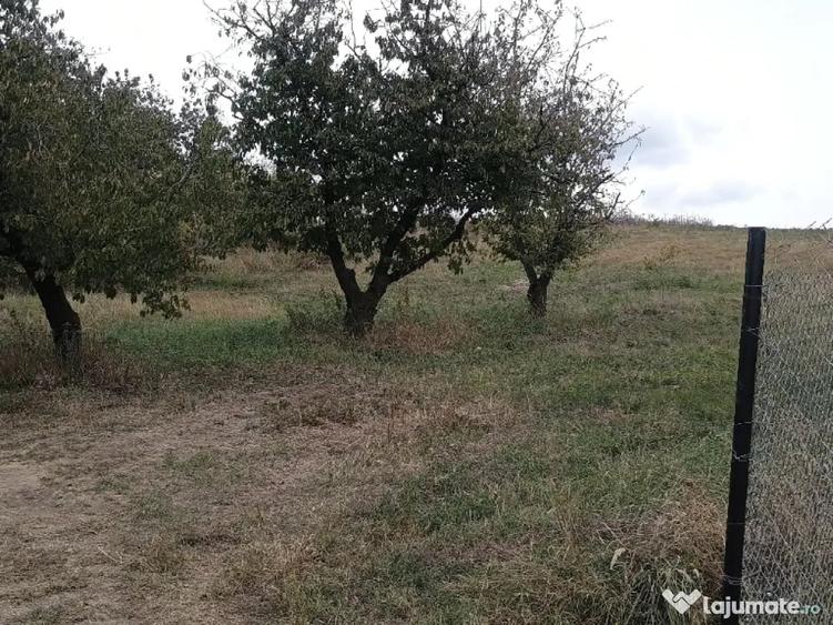 Teren de 1420 mp, în Chicerea