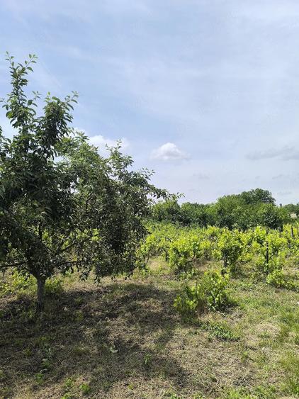 Teren de 1200 mp, în Valea Bisericii
