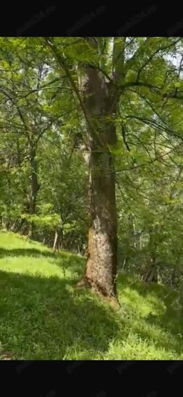 Teren de 2050 mp, în Bărbătești