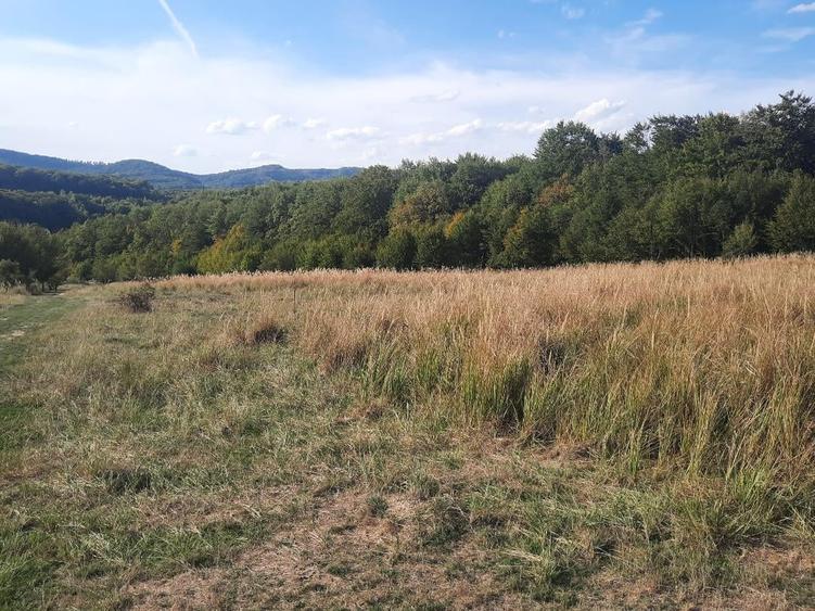 Teren Construcții extravilan de 10756 mp, în Dumbrăvița