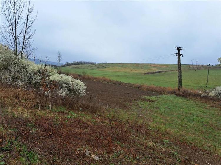 Teren intravilan de 10000 mp, în Viișoara