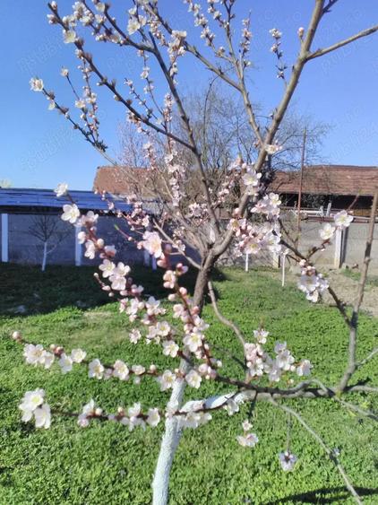 Casă cu 8 camere cu Teren 6000 Mp în Central