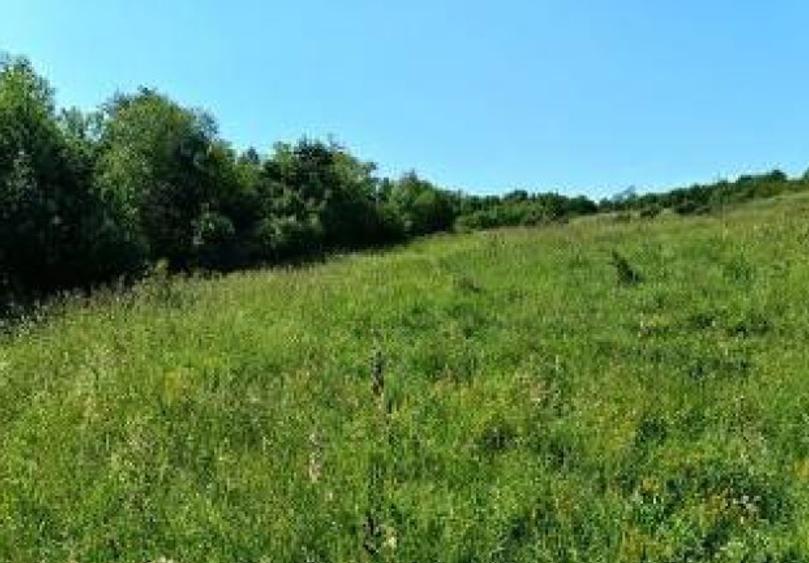 Teren agricol extravilan de 8008 mp, în Hășdat