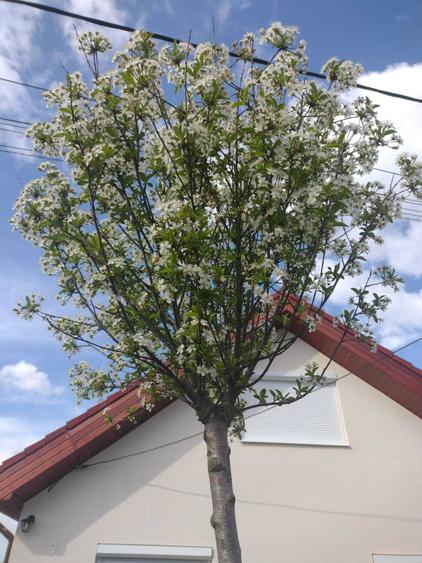 Casă cu 3 camere în Ardud