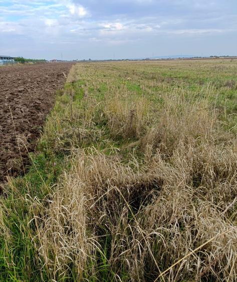 Teren de 6700 mp, în Săcueni