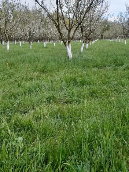 Teren agricol extravilan de 3900 mp, în Lunca Oltului