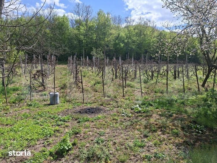 Casă cu 2 camere cu Teren 7300 Mp în Central