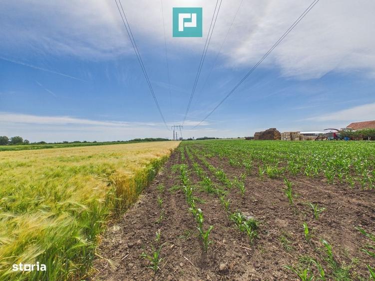 Teren extravilan in suprafata de 10.000 mp, Arad - 13