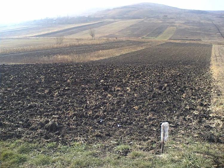 Teren Construcții intravilan de 5515 mp, în Sopor