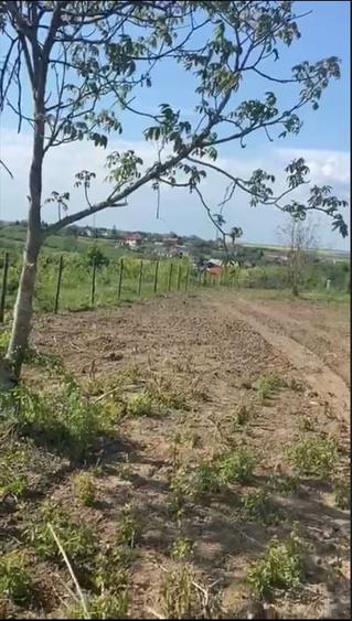 Teren Construcții intravilan de 900 mp, în Comana